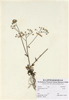 藏品(庭石菖)的圖片